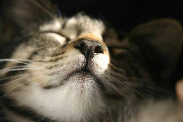 10 вещей, которые вы не знали о кошках - 9. У кошек есть отпечатки пальцев