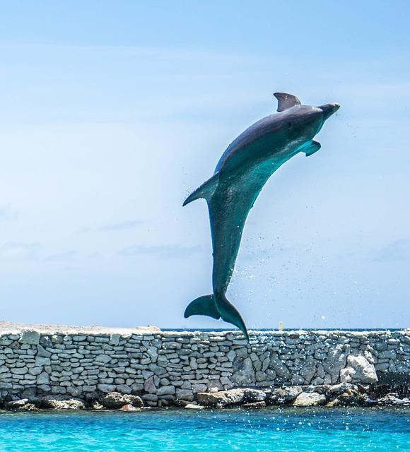 10 забавных фактов о дельфинах