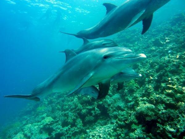 10 забавных фактов о дельфинах: загадочный мир дельфинов