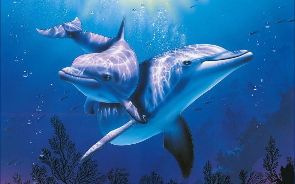 10 забавных фактов о дельфинах: у дельфинов большие семьи