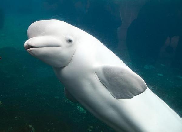 10 любопытных фактов о дельфинах: дельфины знают о смерти