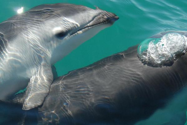 10 забавных фактов о дельфинах: как поживают матери-дельфины?