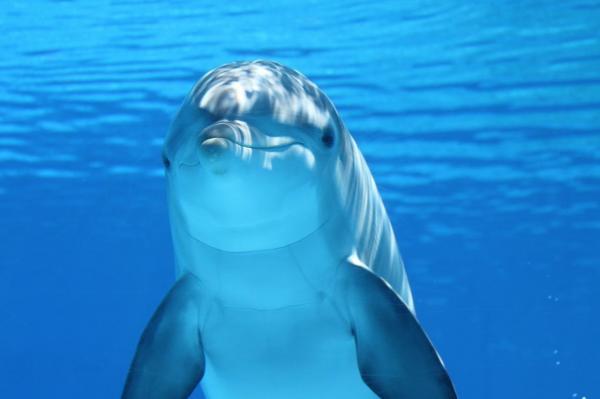 10 любопытных фактов о дельфинах: дельфины чувствуют собственные страдания