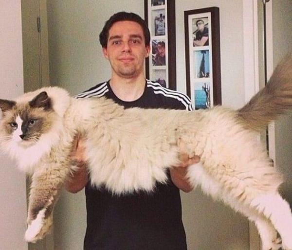 12 крупнейших пород кошек - 3. Ragdoll cat