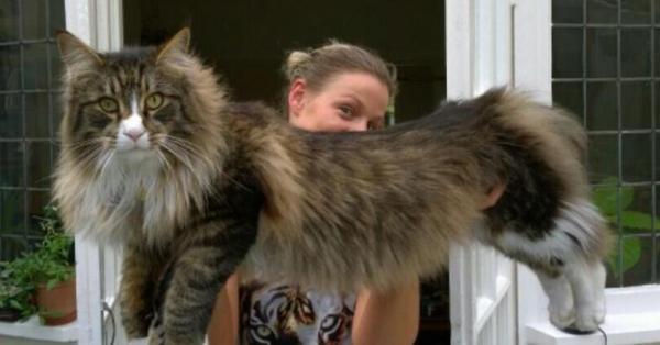 12 крупнейших пород кошек - 9. Норвежская лесная кошка
