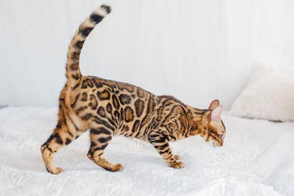 12 крупнейших пород кошек - 5. Бенгальская кошка