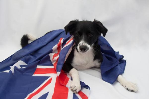 13 лучших пород австралийских собак, с фотографиями