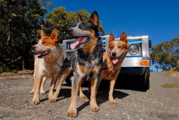 13 лучших пород австралийских собак - С рисунками - 12. Пухлая крупнохвостая собака