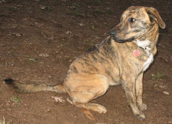 15 редких пород собак - Plott Hound