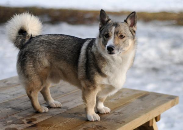 15 редких пород собак - шведский Vallhund