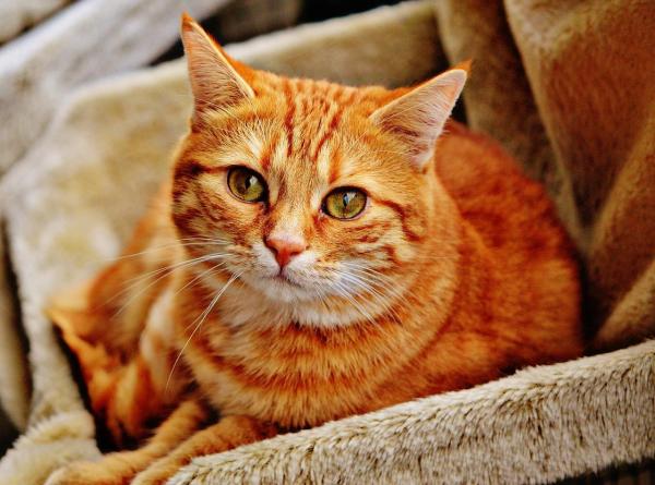 15 вещей, которые вы должны знать о кошках - 10. Кошки перестают быть такими независимыми