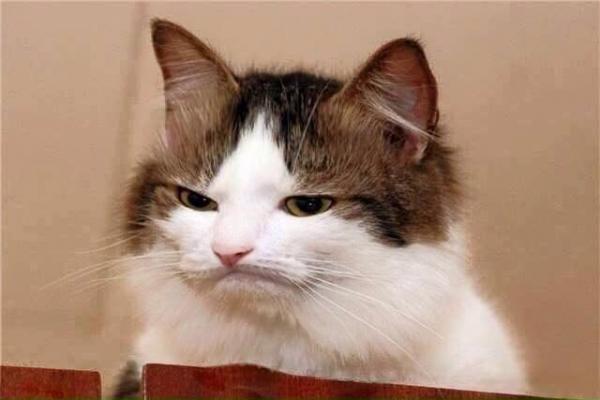 15 вещей, которые вы должны знать о кошках - 13. Кошки - это весело
