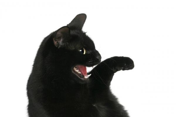 15 вещей, которые вы должны знать о кошках - 14. Черная кошка - удача