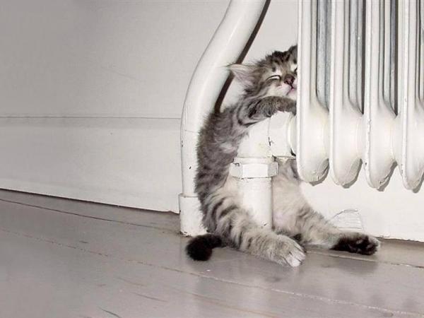 15 вещей, которые вы должны знать о кошках - 1. Кошки очень сонные