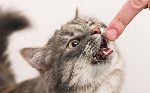 15 вещей, которые вы должны знать о кошках - 6. Ваша кошка решит, когда перестать беспокоиться о них