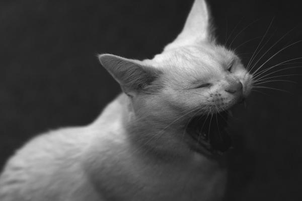 15 вещей, которые вы должны знать о кошках - 7. Кошки любят говорить