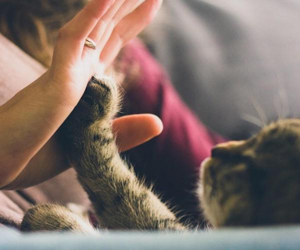 15 вещей, которые вы должны знать о кошках - 5. Кошки очень ласковые