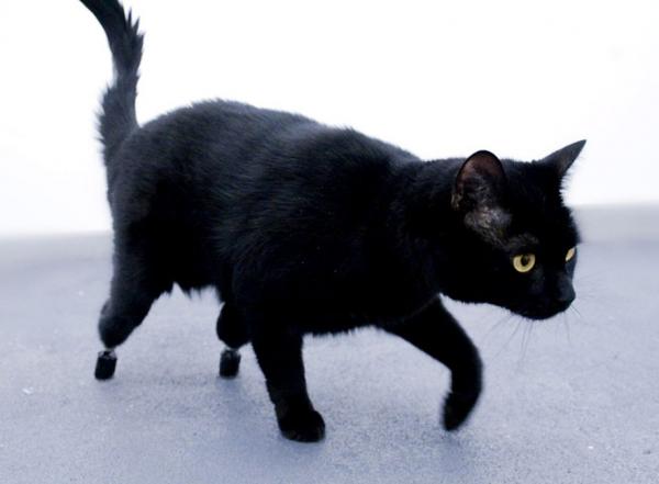 15 знаменитых черных кошек в истории и культуре - Оскар бионический кот