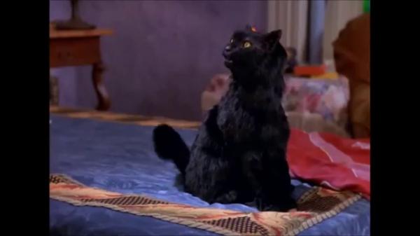 15 знаменитых черных кошек в истории и культуре - Салем Саберхаген