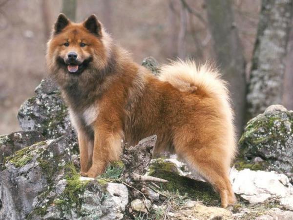 18 самых старых пород собак в мире - 11. Eurasier