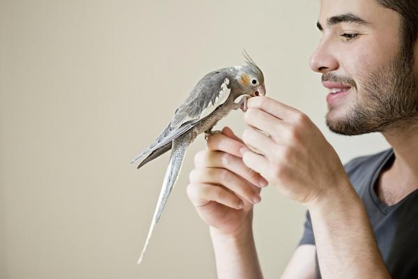 4 признака стресса у попугаев - обогащение окружающей среды