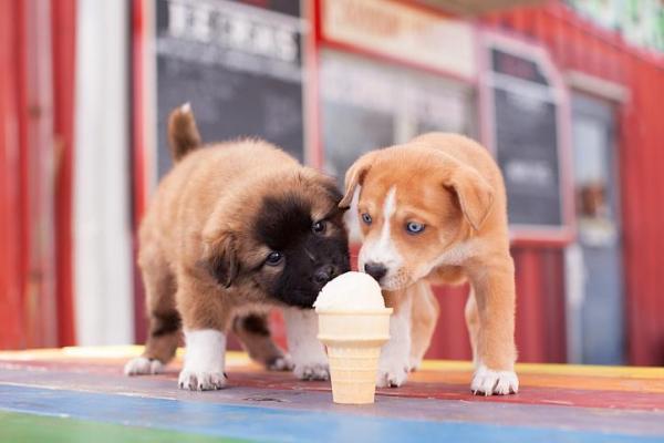 4 рецепта собачьего мороженого