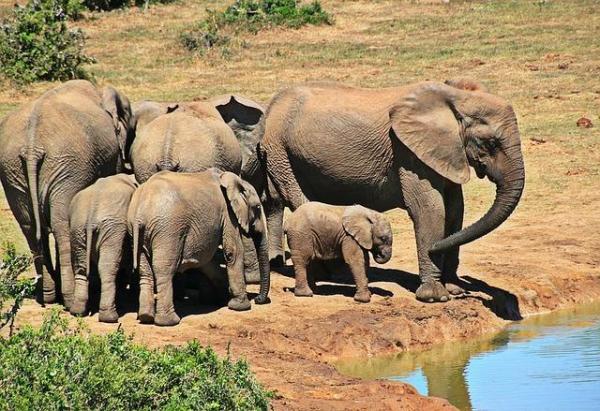 5 самых умных животных в мире: слоны