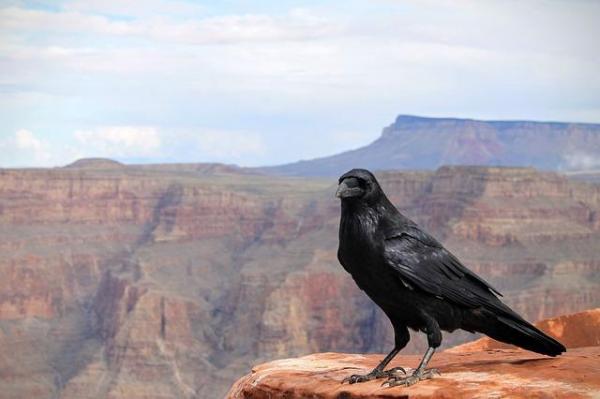 5 самых умных животных в мире: вороны