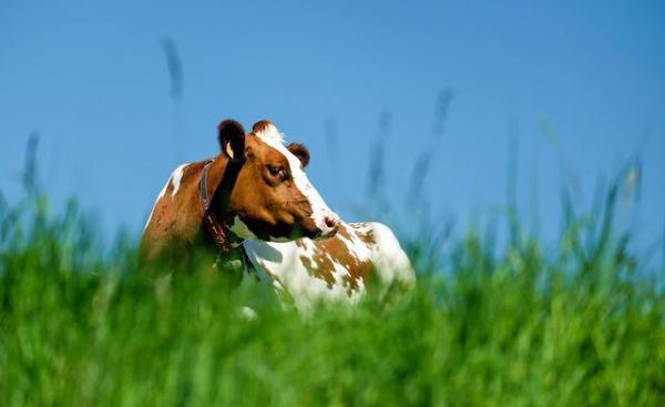 5 самых умных животных в мире: коровы