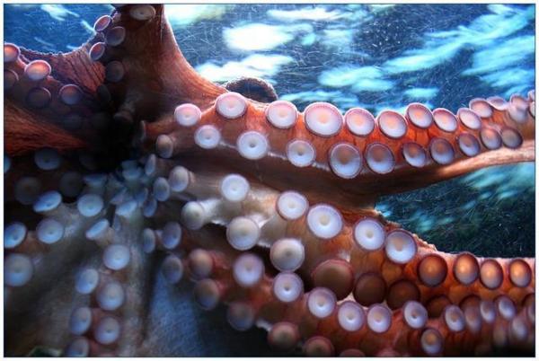 5 самых умных животных в мире: осьминоги