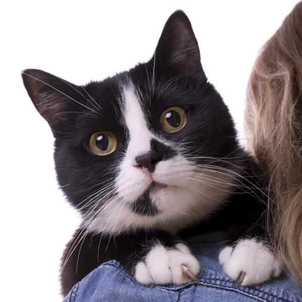 5 вещей, которые ваша кошка ненавидит за вас