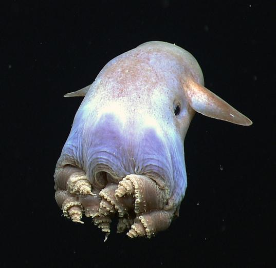 7 самых редких морских животных в мире