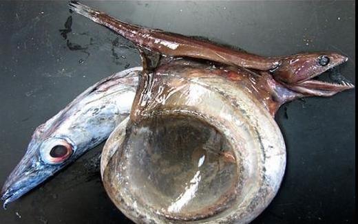 7 самых редких морских животных в мире - 1. Черная ласточка