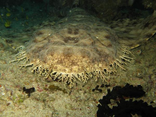 7 самых редких морских животных в мире - 4. Пятнистый вобегонг