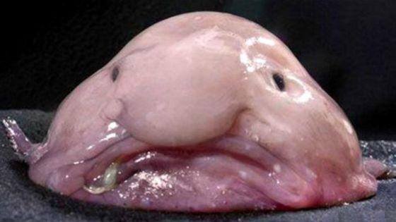 7 самых редких морских животных в мире - 6. Blobfish