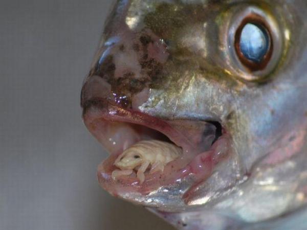 7 самых редких морских животных в мире - 2. Cymothoa exigua