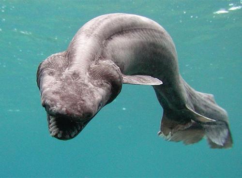 7 самых редких морских животных в мире - 5. Frilly shark