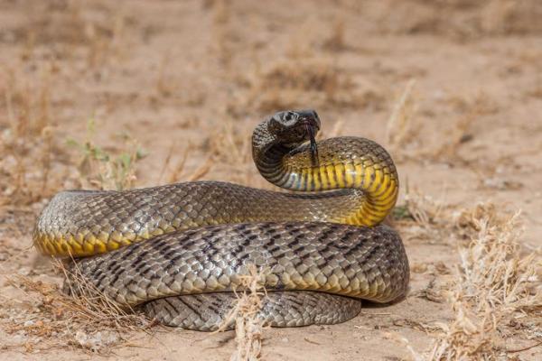 8 самых опасных рептилий в мире - 2. Тайпанские змеи