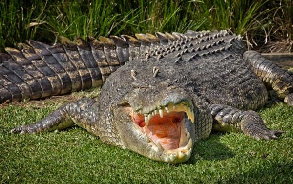 8 самых опасных рептилий в мире - 5. Морской крокодил (Crocodylus porosus)