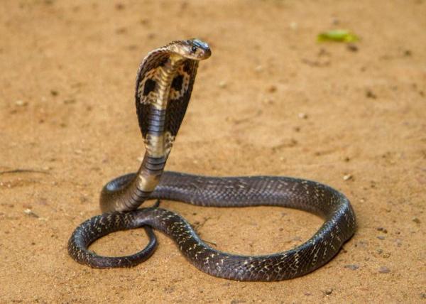 8 самых опасных рептилий в мире - 1. Королевская кобра (Ophiophagus hannah)