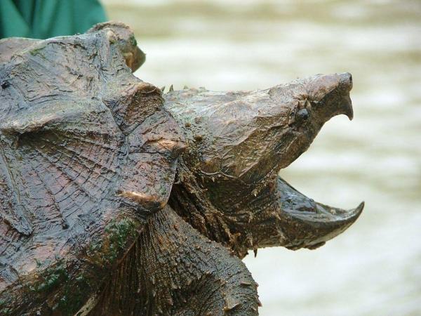 8 самых опасных рептилий в мире - 8. Крокодиловая кусающая черепаха (Macrochelys temminckii)