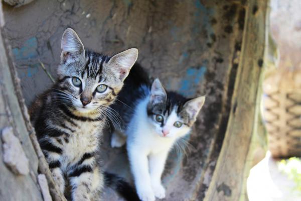 Бенгальские имена для кошек - со значениями - очаровательные имена кошек
