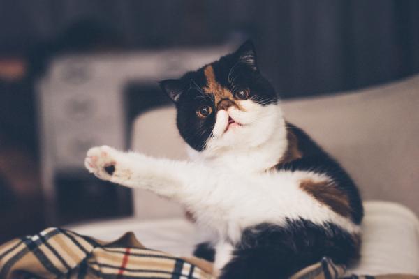 Бенгальские имена для кошек - со значениями - Основные бенгальские имена для кошек