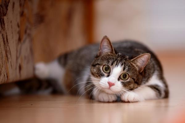 Бенгальские имена для кошек - со значениями - Другие бенгальские имена для котят