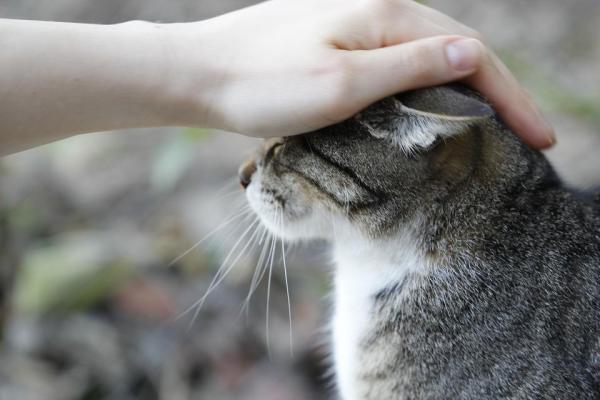 Что это значит, когда кошка появляется у моей двери? Кошки и добрая энергия: о популярных и эзотерических верованиях