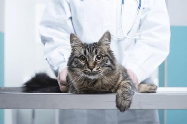Что это значит, когда кошка появляется у моей двери? Что вы можете сделать, чтобы помочь этому коту?