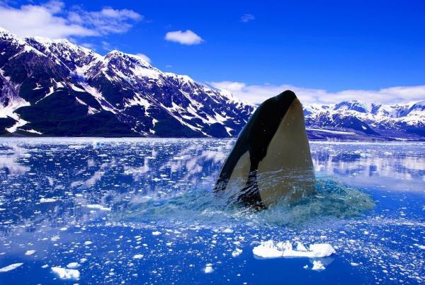 Действительно ли косатки убивают? - Морфология косаток