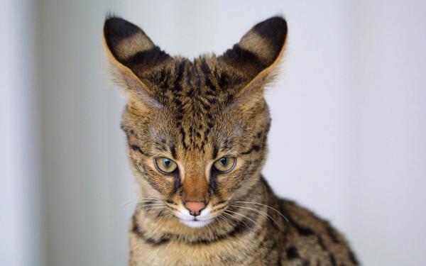 Домашние кошки, которые выглядят как леопарды - саванна кошка