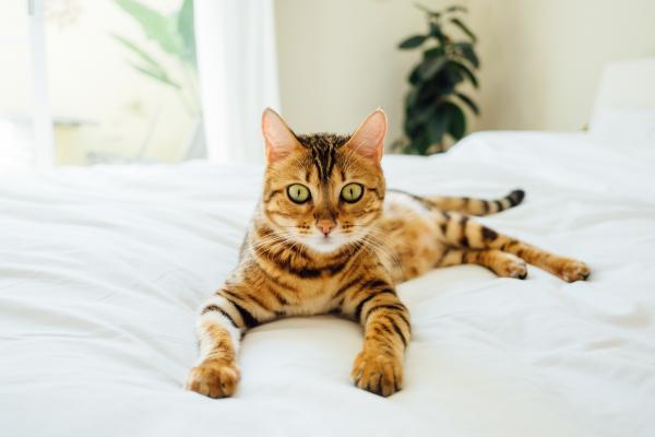 Домашние кошки, похожие на леопардов - Toyger Cat