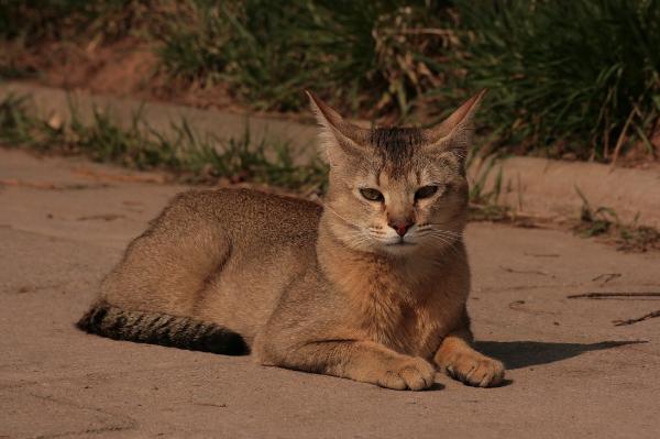 Домашние кошки, похожие на леопардов - Chausie Cat